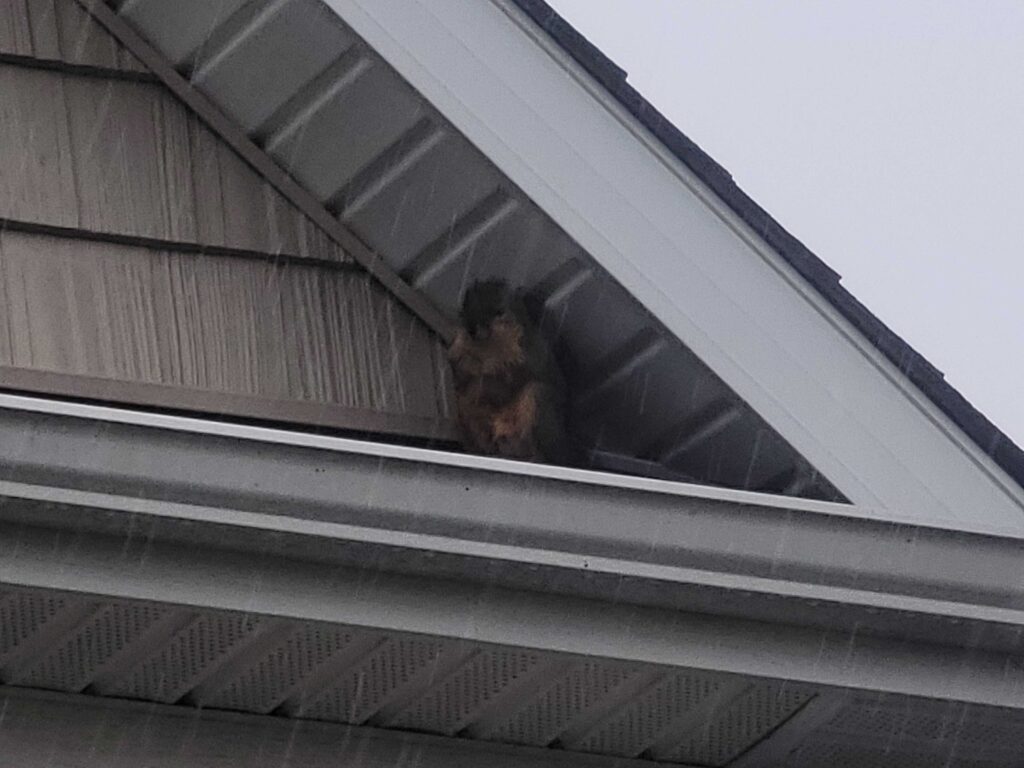 Wildlife Removal Worth