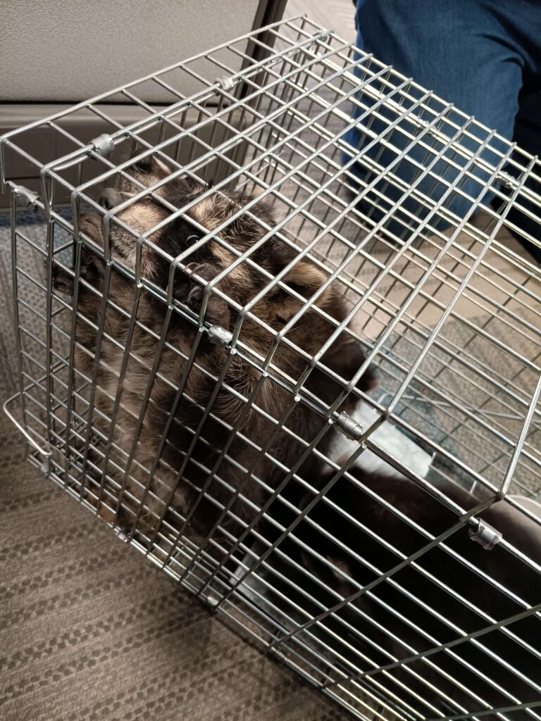 Wildlife Removal Worth