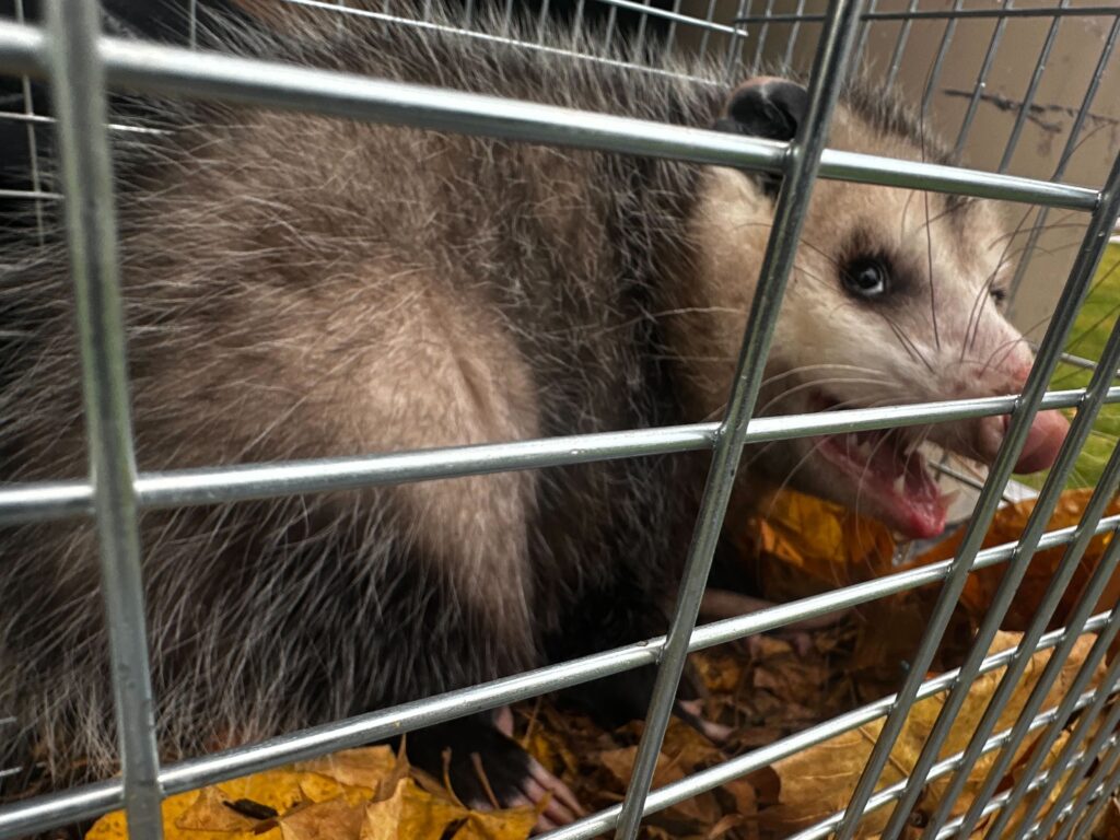 Wildlife Removal Worth